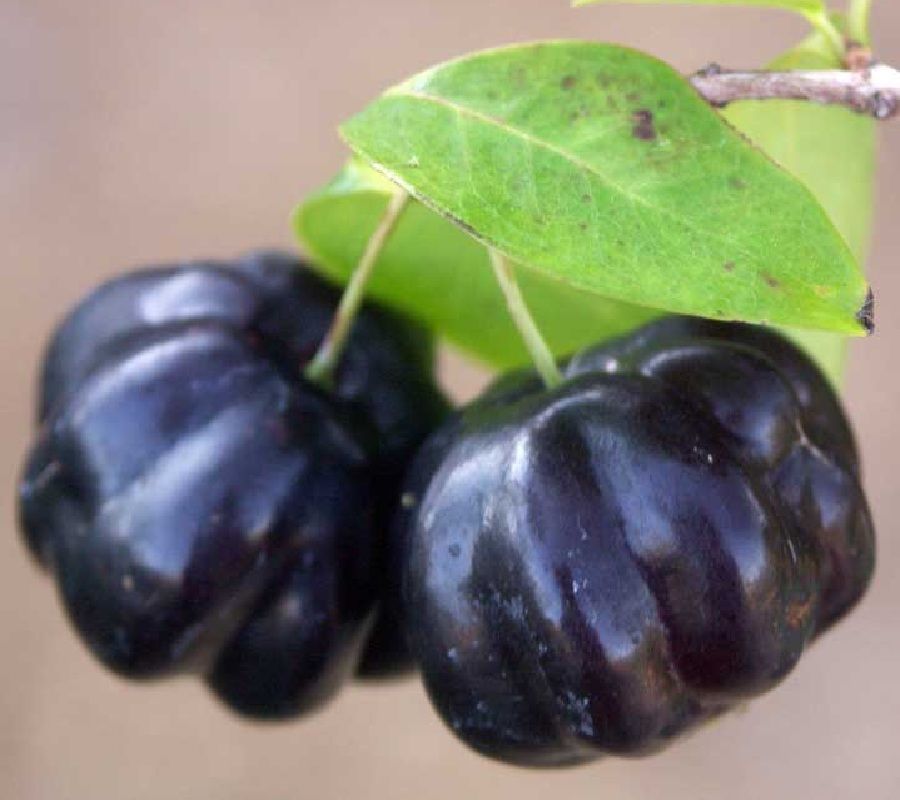 BLACK STAR Surinam Cherry Fruit Tree Eugenia uniflora LIVE Potd Plant